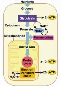 （圖）有氧呼吸