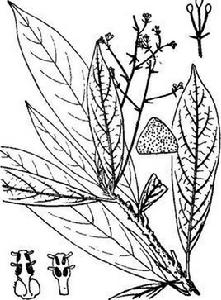 桂楠[樟科植物]