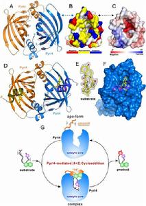 非水相酶催化 非水相酶催化