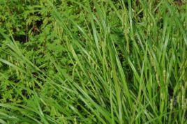 扁囊苔草 扁囊苔草