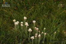 大白矛香[(紅花)乳白香青)