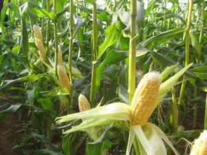 興甜3號 興甜3號