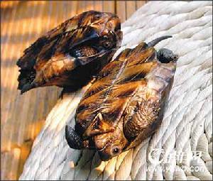 另類寵物：別拿烏龜不當動物(組圖)