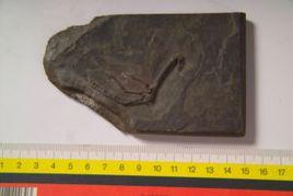 玉門甘肅鳥 玉門甘肅鳥