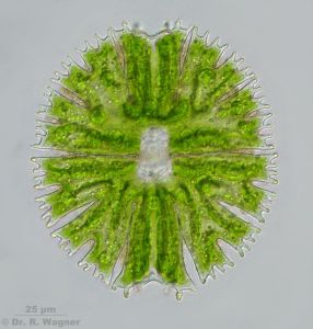 帕納雙星藻 帕納雙星藻