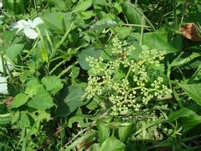 大葉烏蘞莓 大葉烏蘞莓