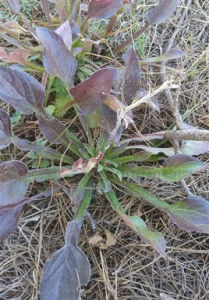 藥山兔兒風 藥山兔兒風