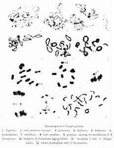 （圖）周氏角蟬
