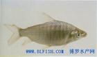 小口脂鯉 小口脂鯉
