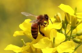 蜜蜂來採花 蜜蜂來採花