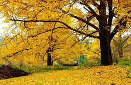 南雄銀杏 南雄銀杏