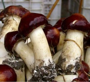 皺環球蓋菇 皺環球蓋菇