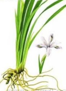 六棱麻[六棱麻]