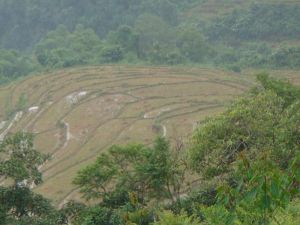 碌摸沖自然村 碌摸沖自然村