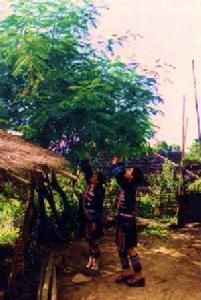 雲南婦女採摘“臭菜”