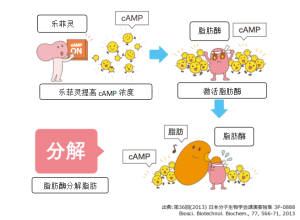 *cAMP：cyclic Adenosine monophosphate（環磷酸腺苷）