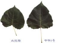 中懷1號 中懷1號