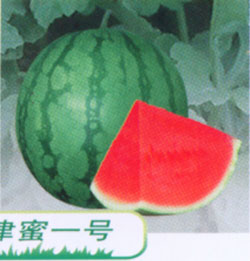 津蜜一號 津蜜一號