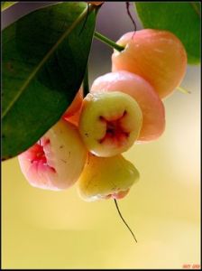 廣西蒲桃 廣西蒲桃