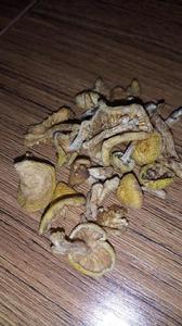 香黃蘑 香黃蘑