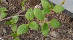 柔毛五味子 柔毛五味子