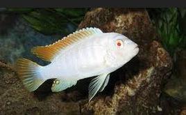 白馬王子[觀賞魚]