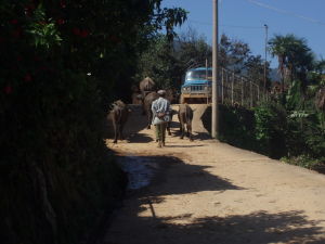 邑甲沖村 邑甲沖村