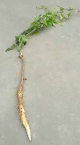 鐵棍懷山藥全圖