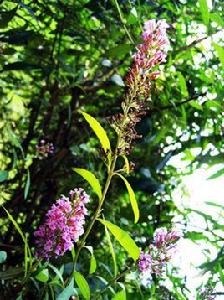 酒藥花醉魚草 酒藥花醉魚草