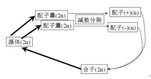 真核藻類的生活史----配子減數分裂（核相交替）