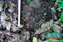 周正龍稱它拍到的腳印寬14厘米