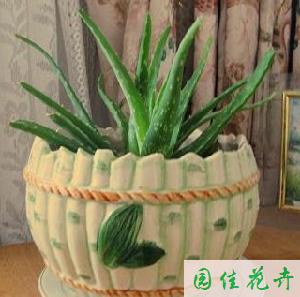 小型盆栽植物—蘆薈