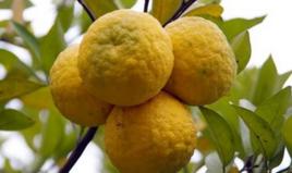 臭柑子燉冰糖 臭柑子燉冰糖