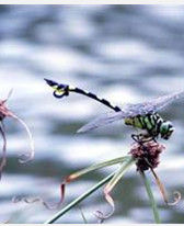 氣象諺語 氣象諺語