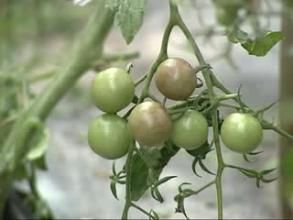 紫鑽番茄 紫鑽番茄