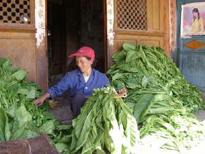 思可苴小村特色產業－烤菸