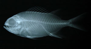 赤鰓鋸鱗魚 赤鰓鋸鱗魚