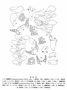 擬薄鱗苔 擬薄鱗苔