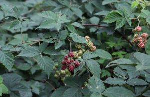 五葉懸鉤子 五葉懸鉤子