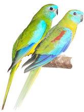 青綠鸚鵡(圖2)