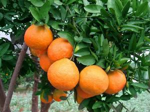 巫山紐荷爾 巫山紐荷爾