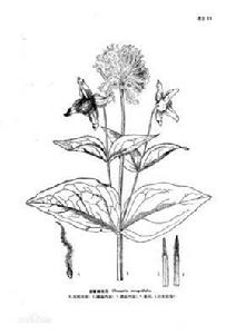 全緣鐵線蓮 全緣鐵線蓮