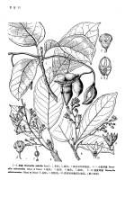 長葉紫莖 長葉紫莖