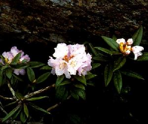 寬葉杜鵑 寬葉杜鵑