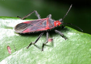 紅長椿象 紅長椿象