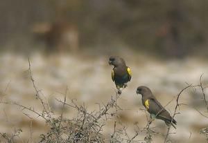 麥耶氏鸚鵡安哥拉亞種 麥耶氏鸚鵡安哥拉亞種