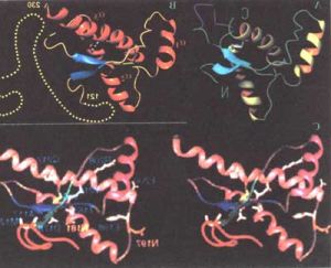 朊病毒病 朊病毒病