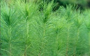 思茅松花 思茅松花