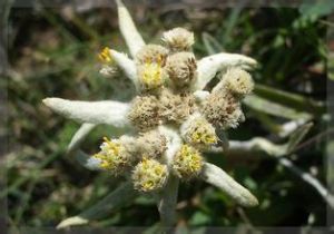 山野火絨草 山野火絨草