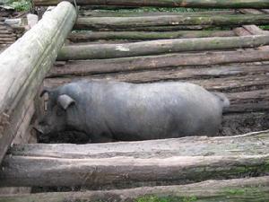 小丫口二社村養殖業